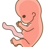胎児